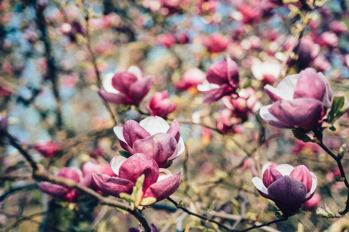 Magnolia Flower Meaning