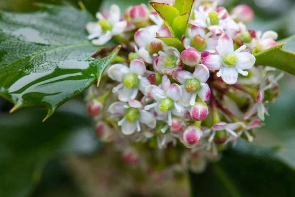 interesting-holly-flower-meaning-and-symbolism-of-each-color-growingvale