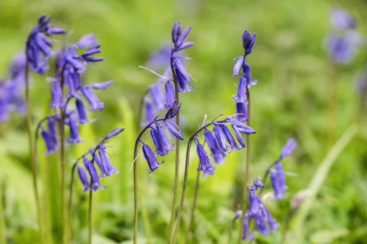 bluebell flower meaning