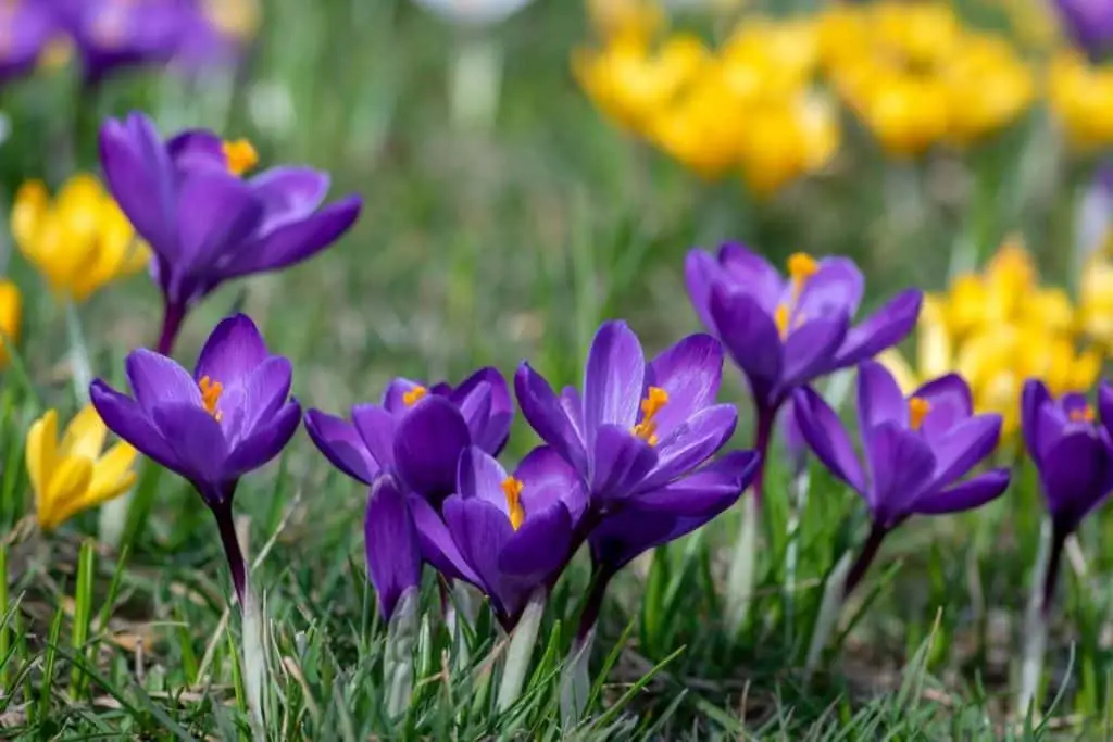 incredible-crocus-flower-meaning-and-symbolism-of-each-color-growingvale