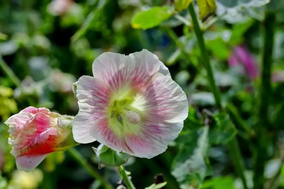 Interesting Hollyhock Flower Meaning And Symbolism Of Each Color Growingvale