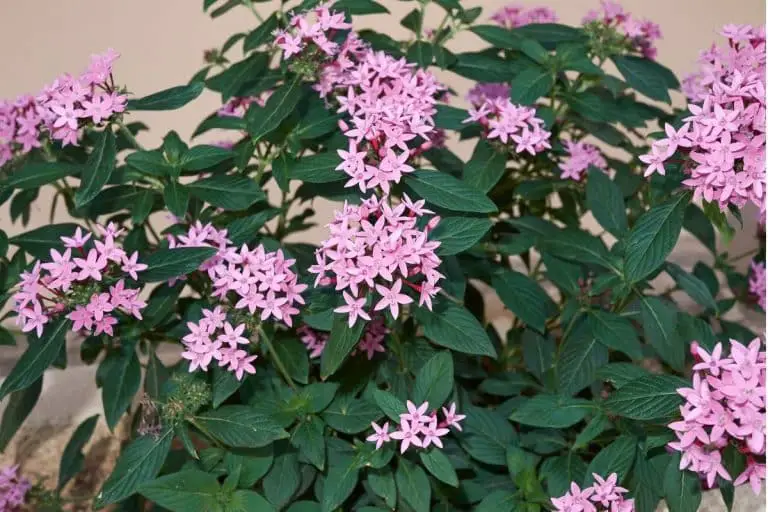 Pentas Flower Meaning and Symbolism of Each Color - GrowingVale