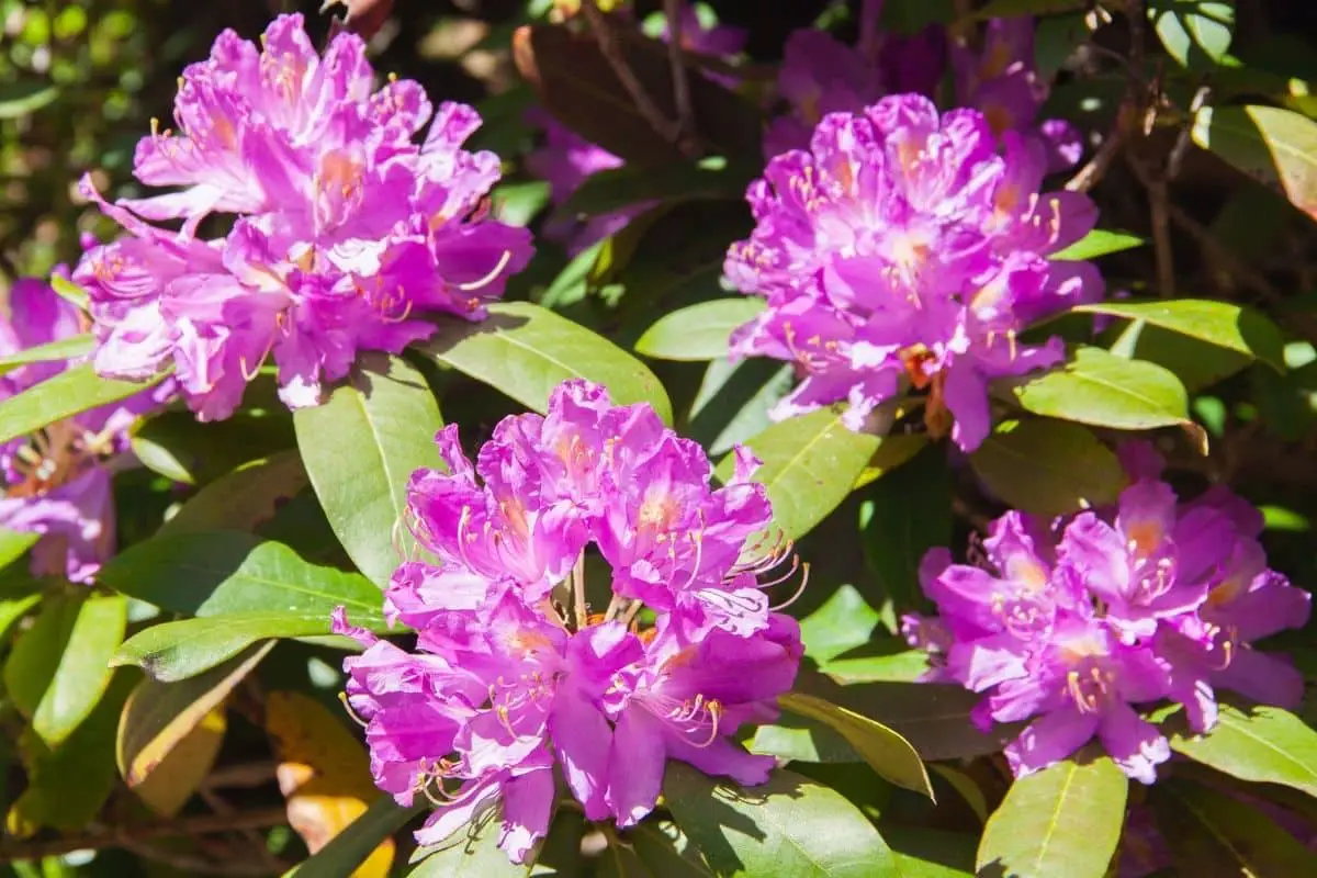 rhododendron flower meaning