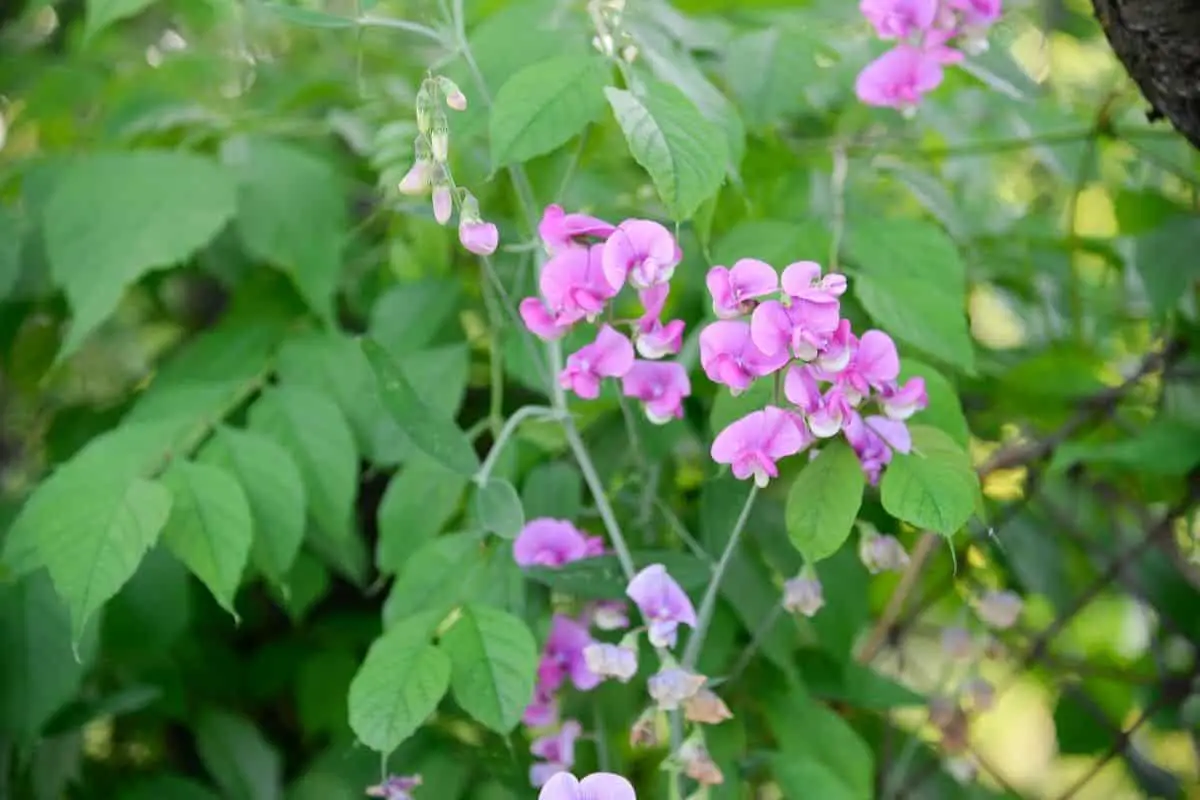 Interesting Sweet Pea Flower Meaning, Symbolism, and Uses - GrowingVale