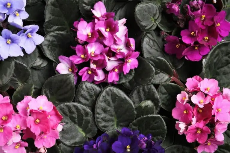 African Violet Types 768x512 