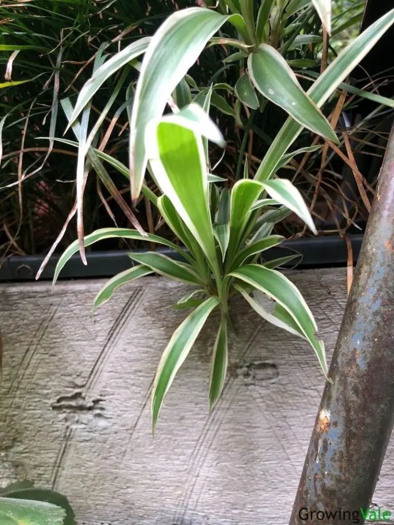 baby spider plants
