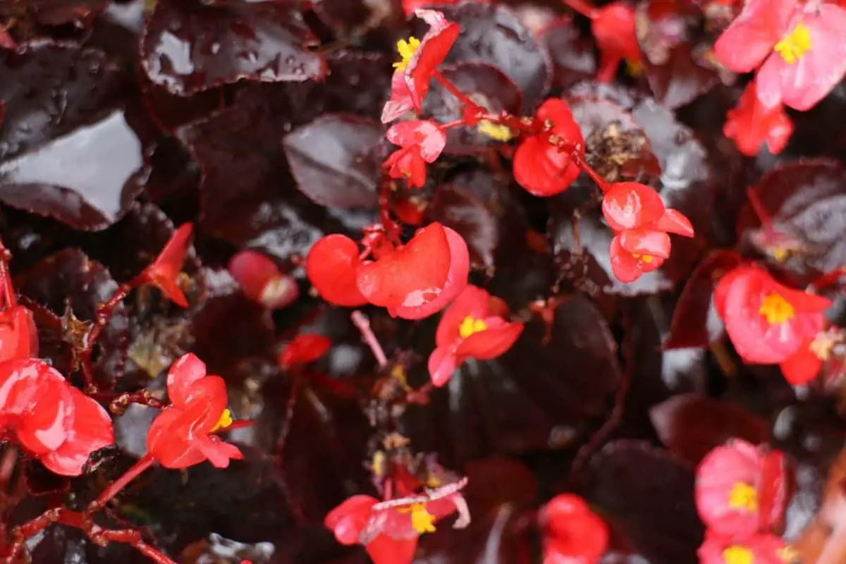 begonia flower meaning