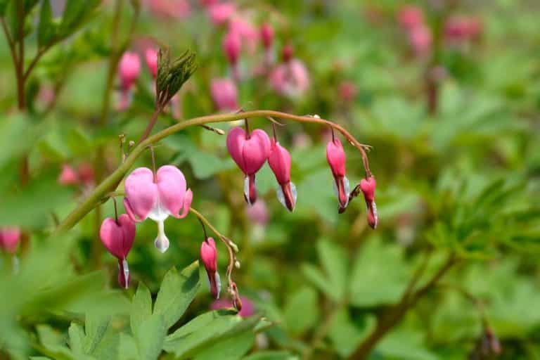 where in southwest wa does wild bleeding hearts groe