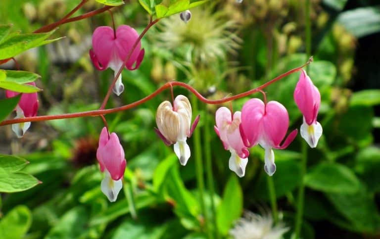 31 Best Types and Varieties of Bleeding Heart Flowers to Grow - GrowingVale