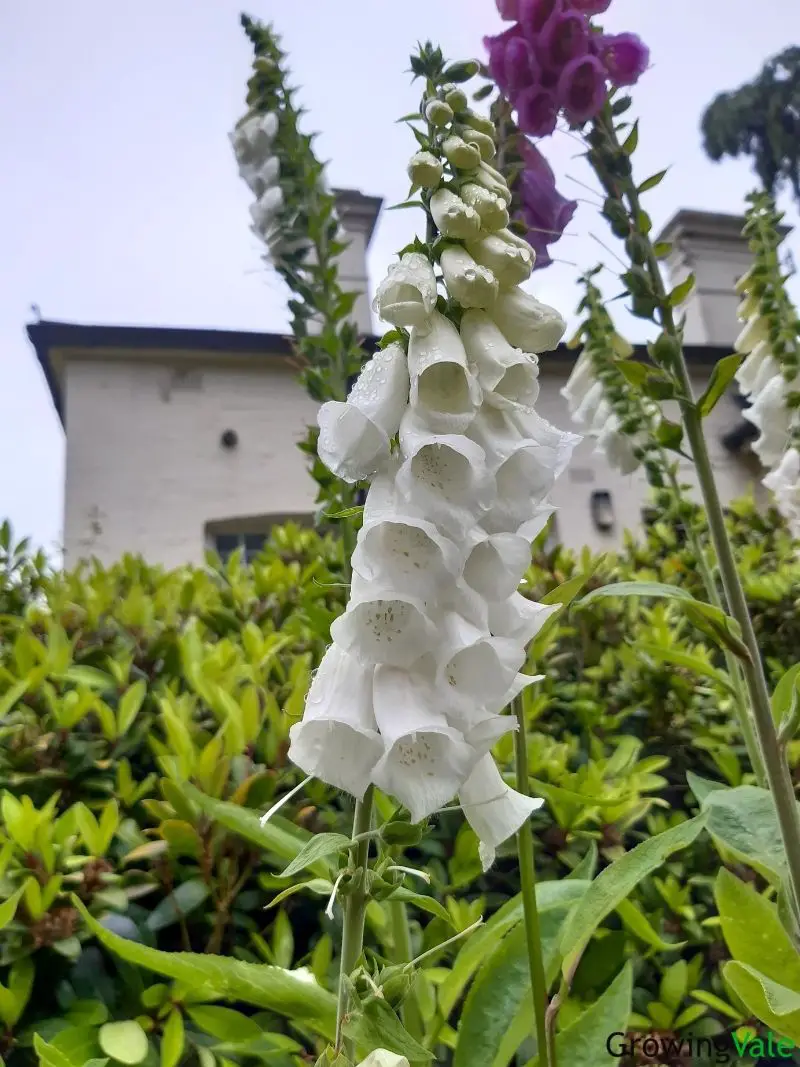 Foxgloves (Digitalis Purpurea): How To Plant, Grow And Care - Store