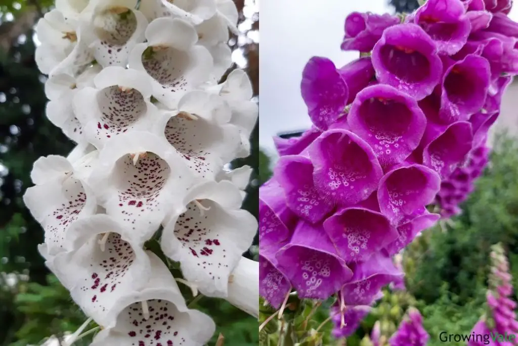 Foxgloves (Digitalis Purpurea): How To Plant, Grow And Care - Store