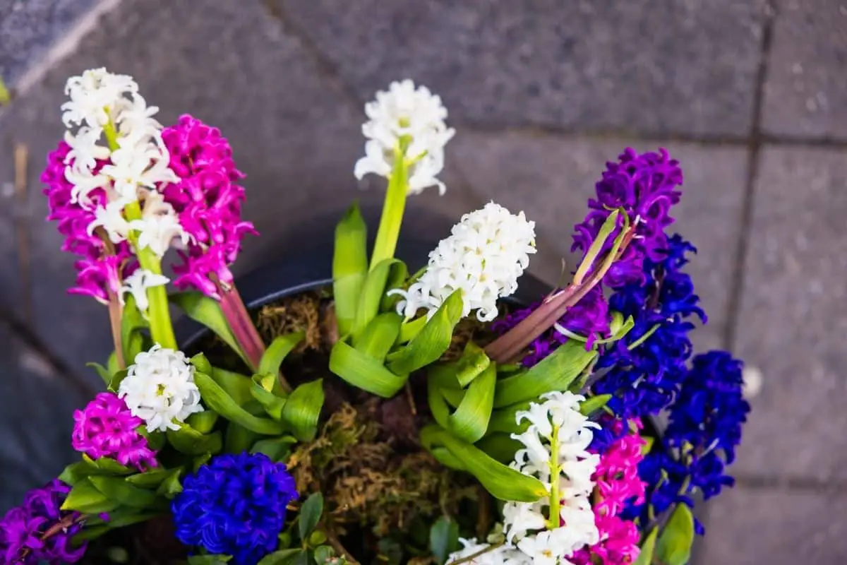 hyacinth flower meaning
