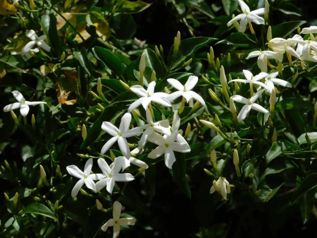 Interesting Jasmine Flower Meaning, Symbolism, and Uses - GrowingVale