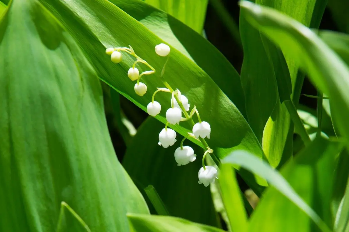 lily of the valley meaning