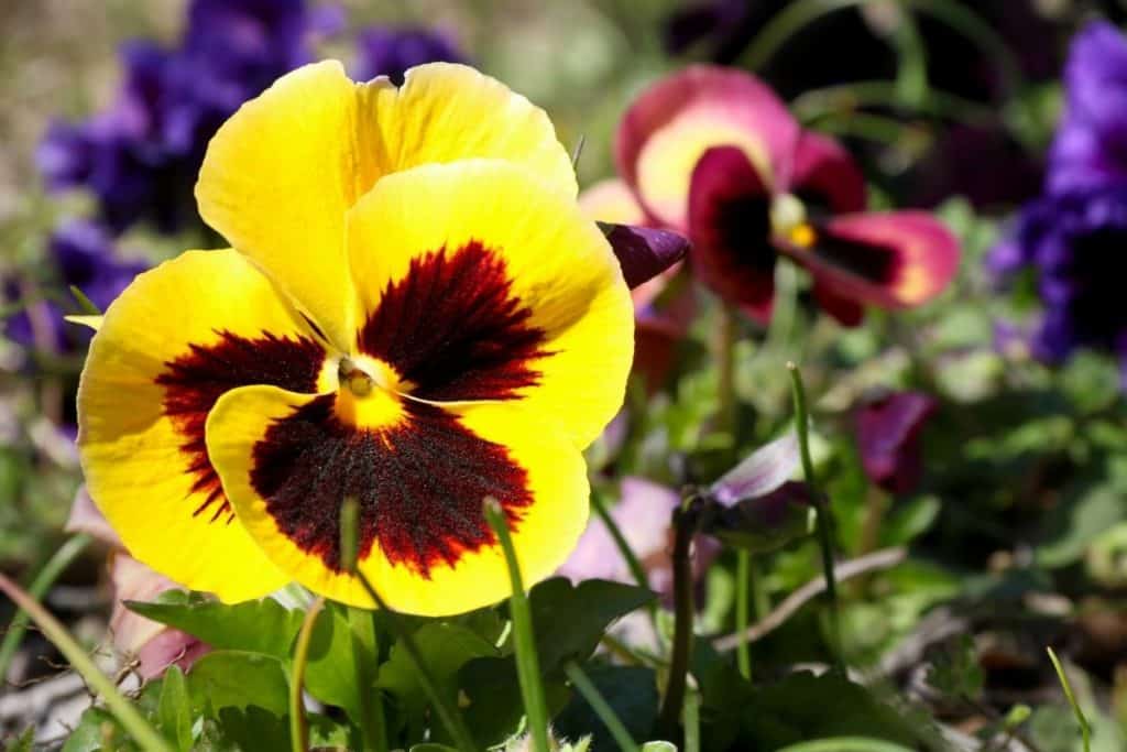 Interesting Pansy Flower Meaning, Symbolism, and Uses - GrowingVale