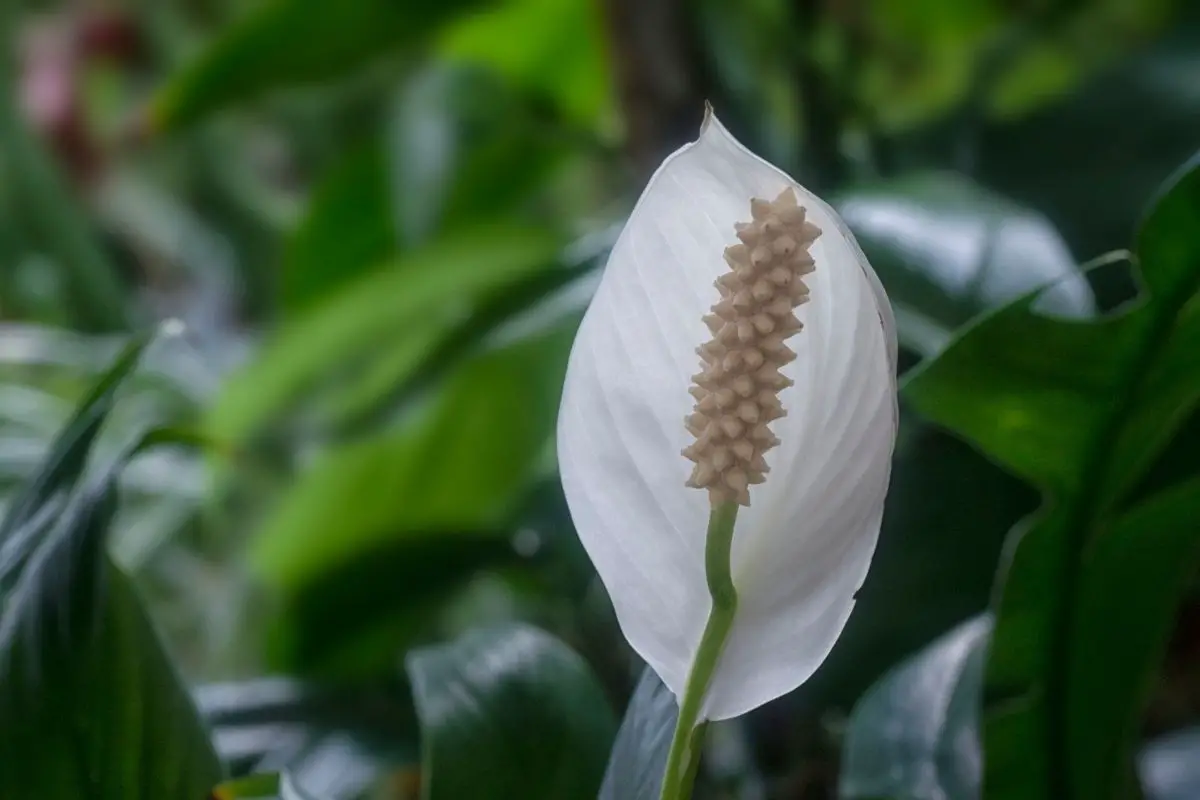 peace lily meaning