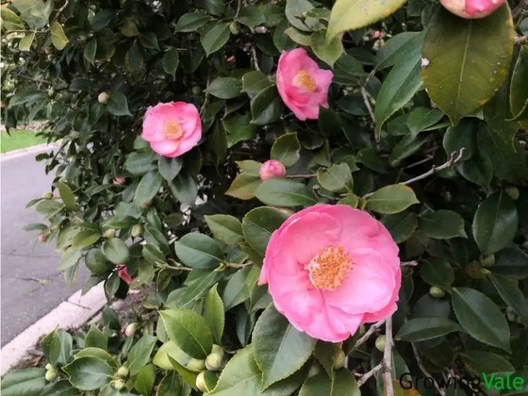 Camellia Flower Meaning, Symbolism, and Uses You Should Know - GrowingVale