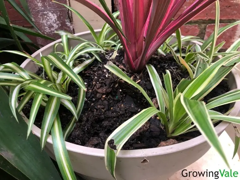 planting spider plant
