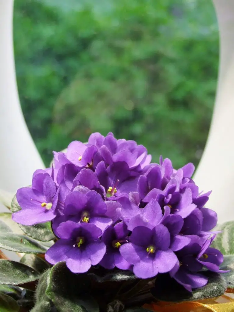 purple african violet