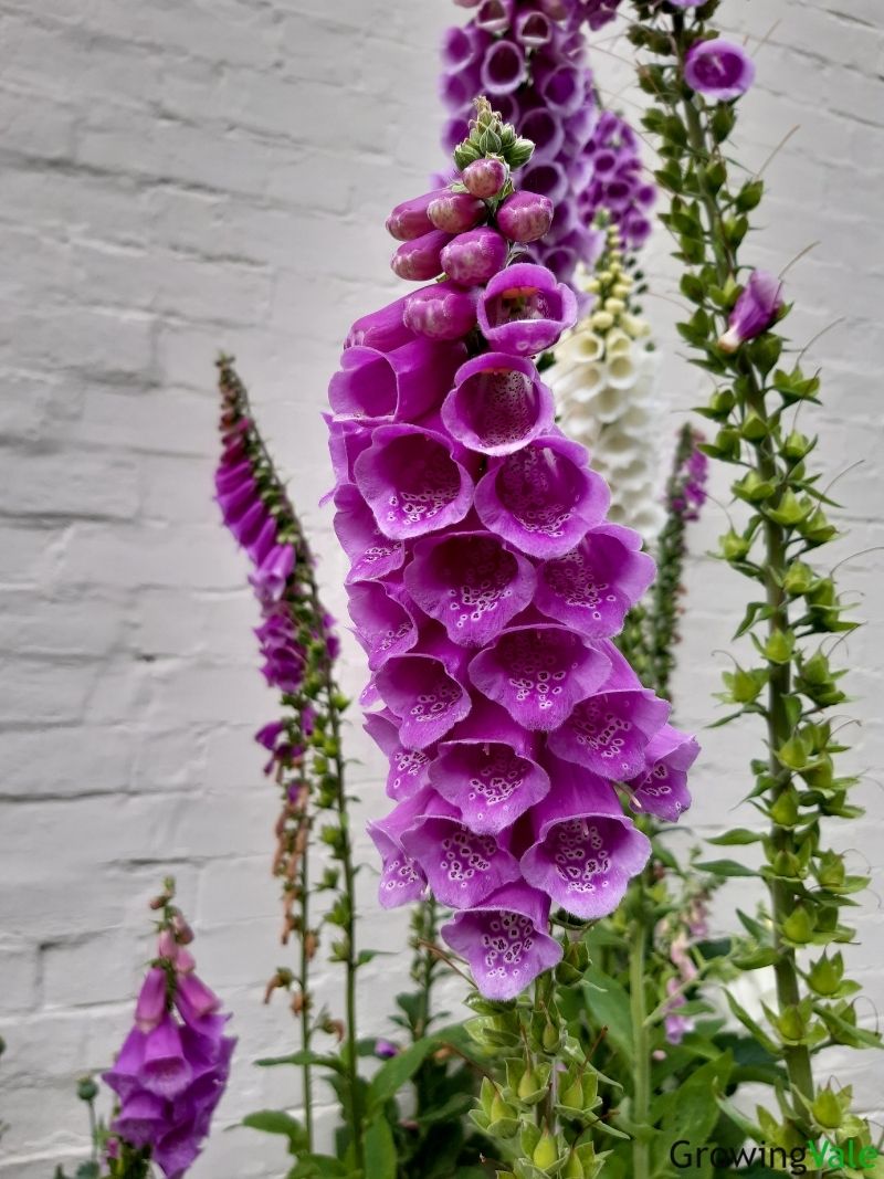 Foxgloves (Digitalis Purpurea): How To Plant, Grow And Care - Store