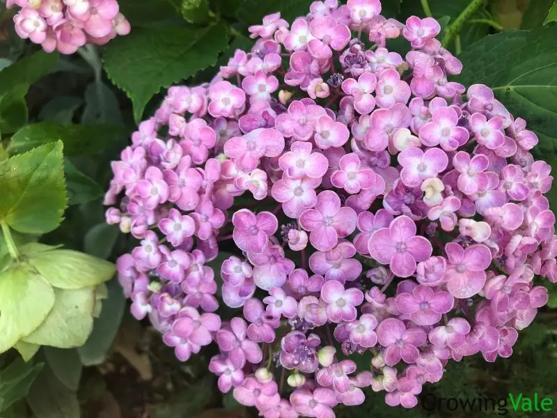 small purple hydrangea