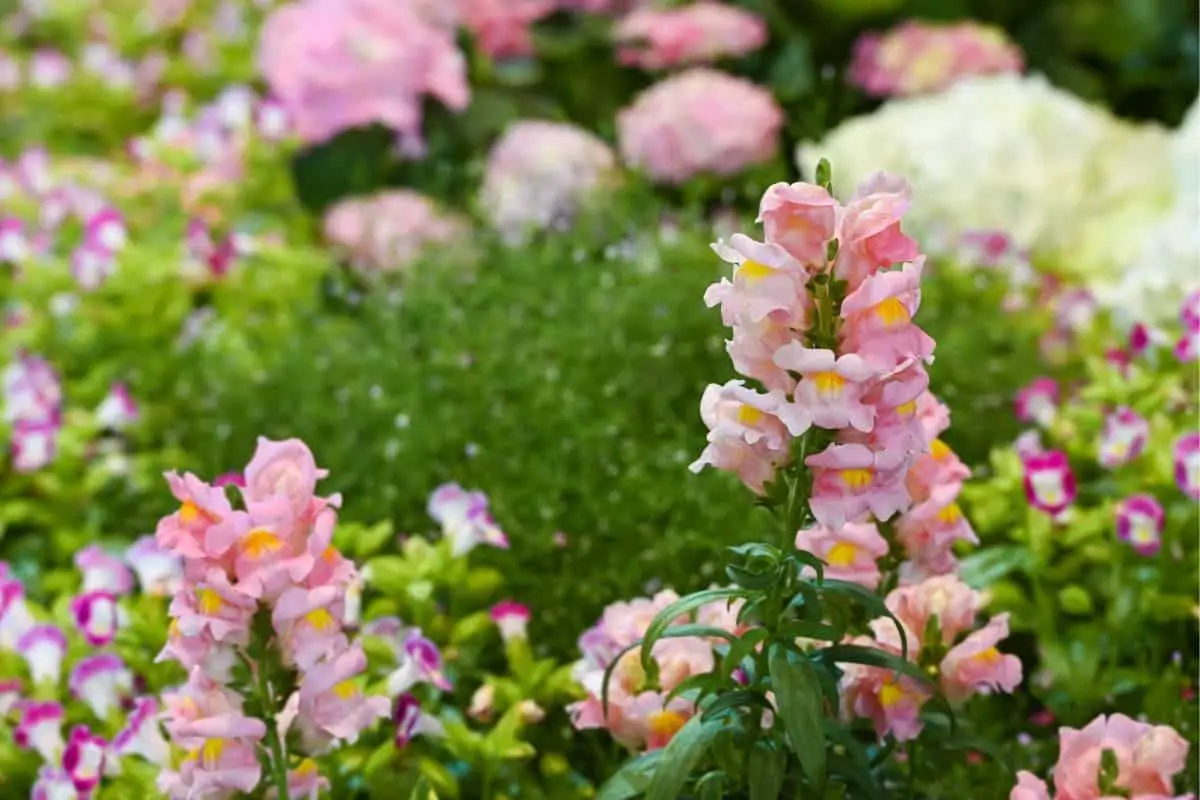 snapdragon flower meaning