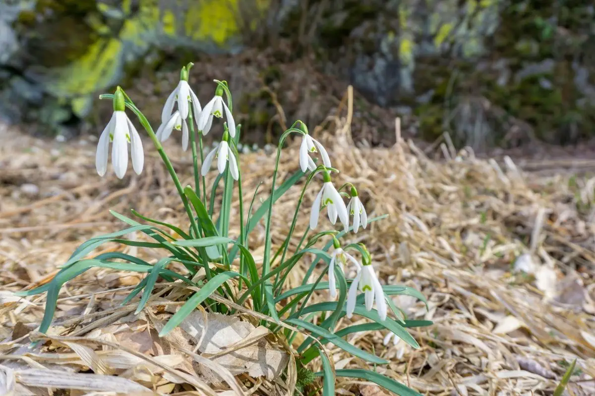 snowdrop meaning