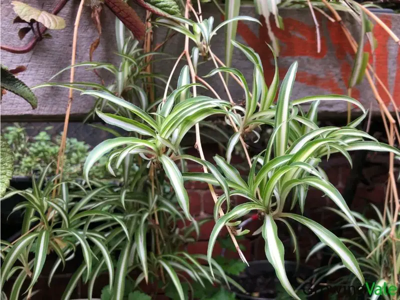spider plant babies