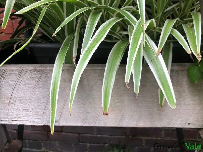 spider plant brown tips