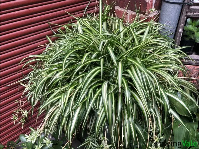 spider plant outdoors