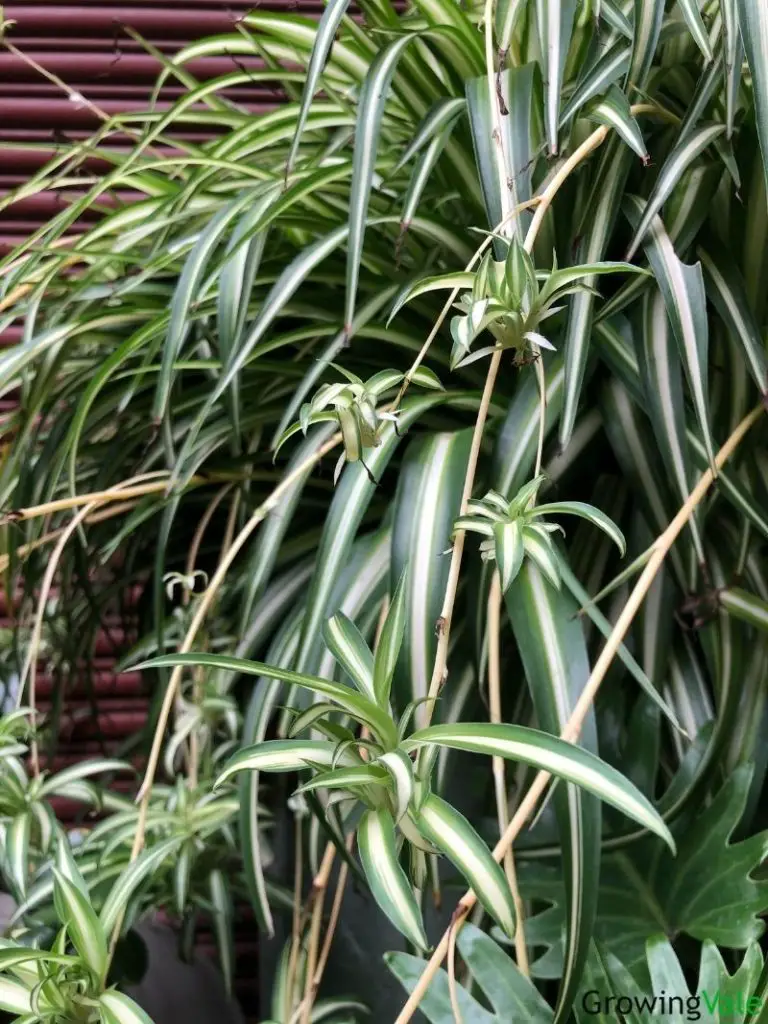 spider plant plantlets