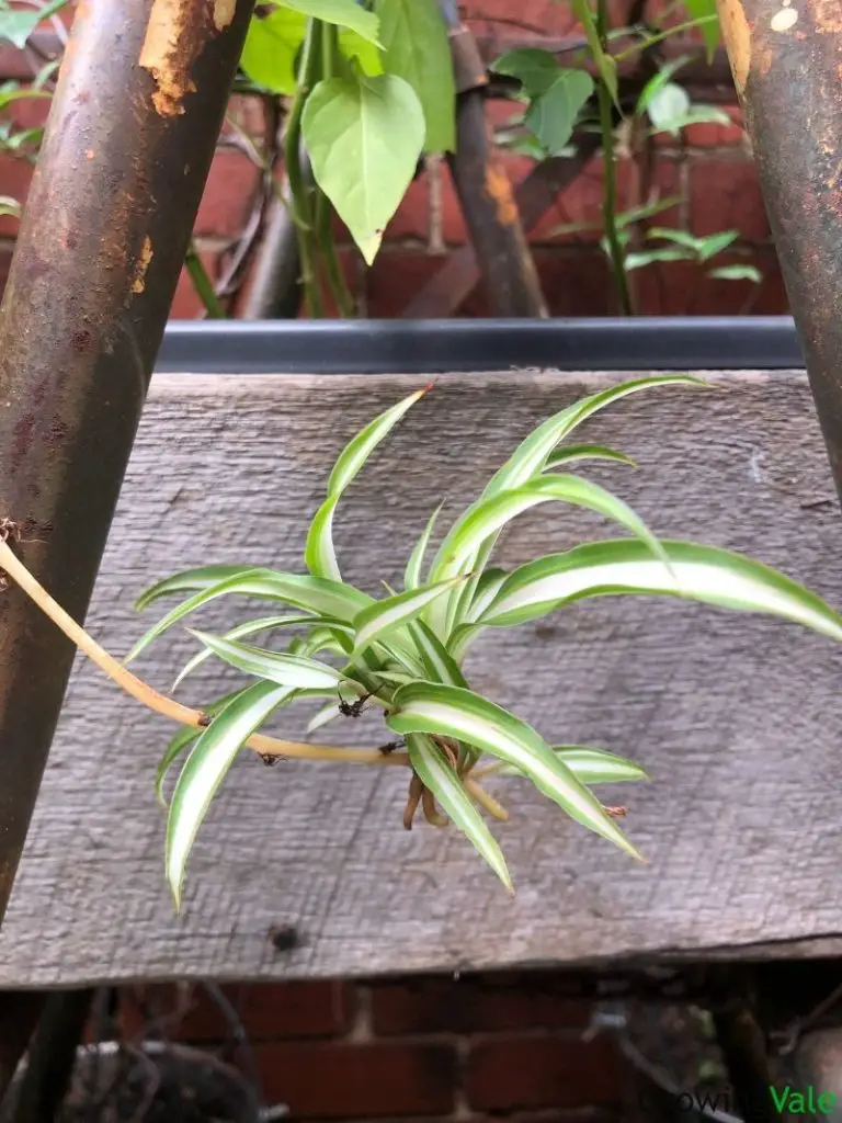 spider plant roots