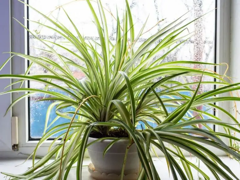 Top 6 Amazing Spider Plant Varieties And Types You Can Grow - Store