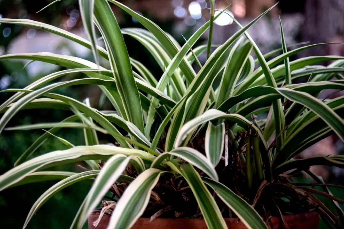Are Spider Plants Poisonous to Cats, Dogs and Humans? GrowingVale