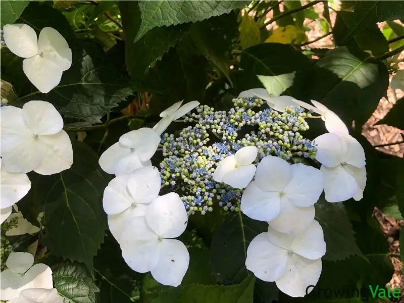 white lacecap hydrangea