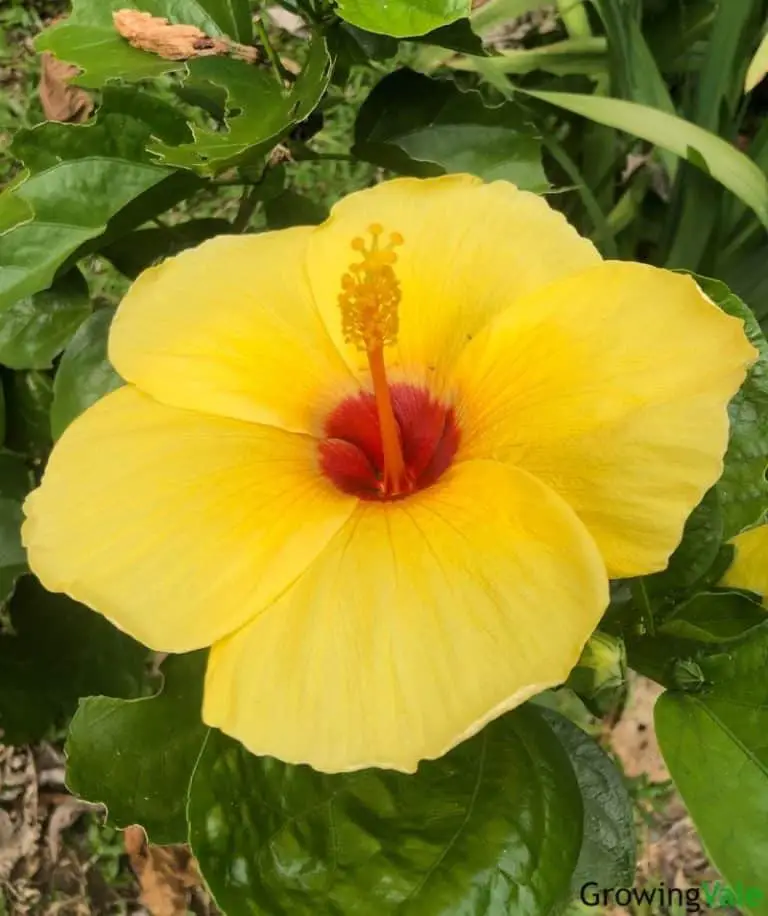 Fascinating Hibiscus Flower Meaning, Symbolism, and Uses - GrowingVale
