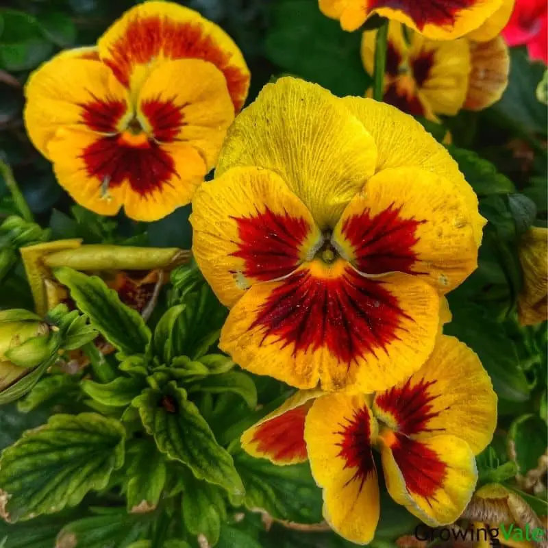 yellow red eye pansy