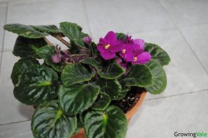 Common African Violet Leaf Problems, Fungal Diseases and Treatment - Store