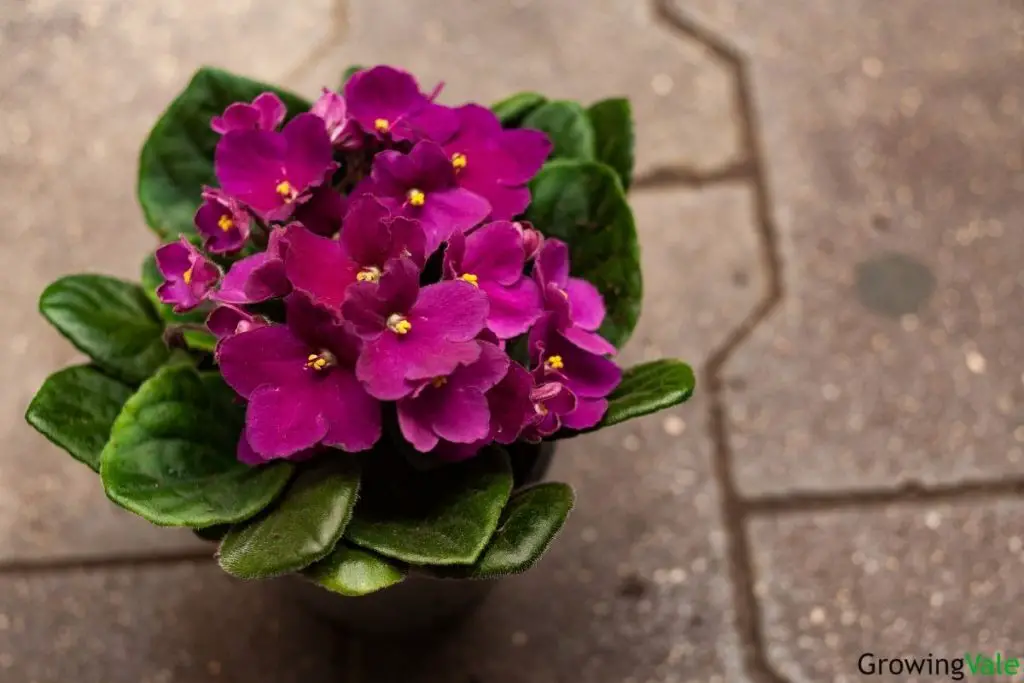 Common African Violet Leaf Problems Fungal Diseases And Treatment Store 4002