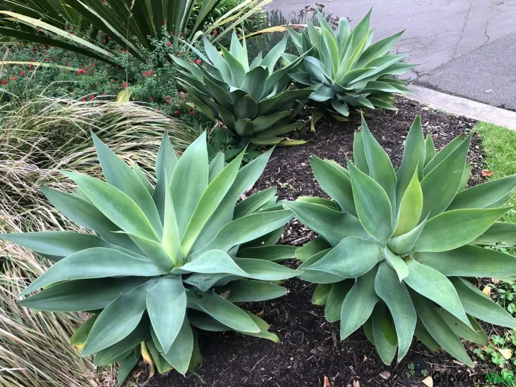 agave plants