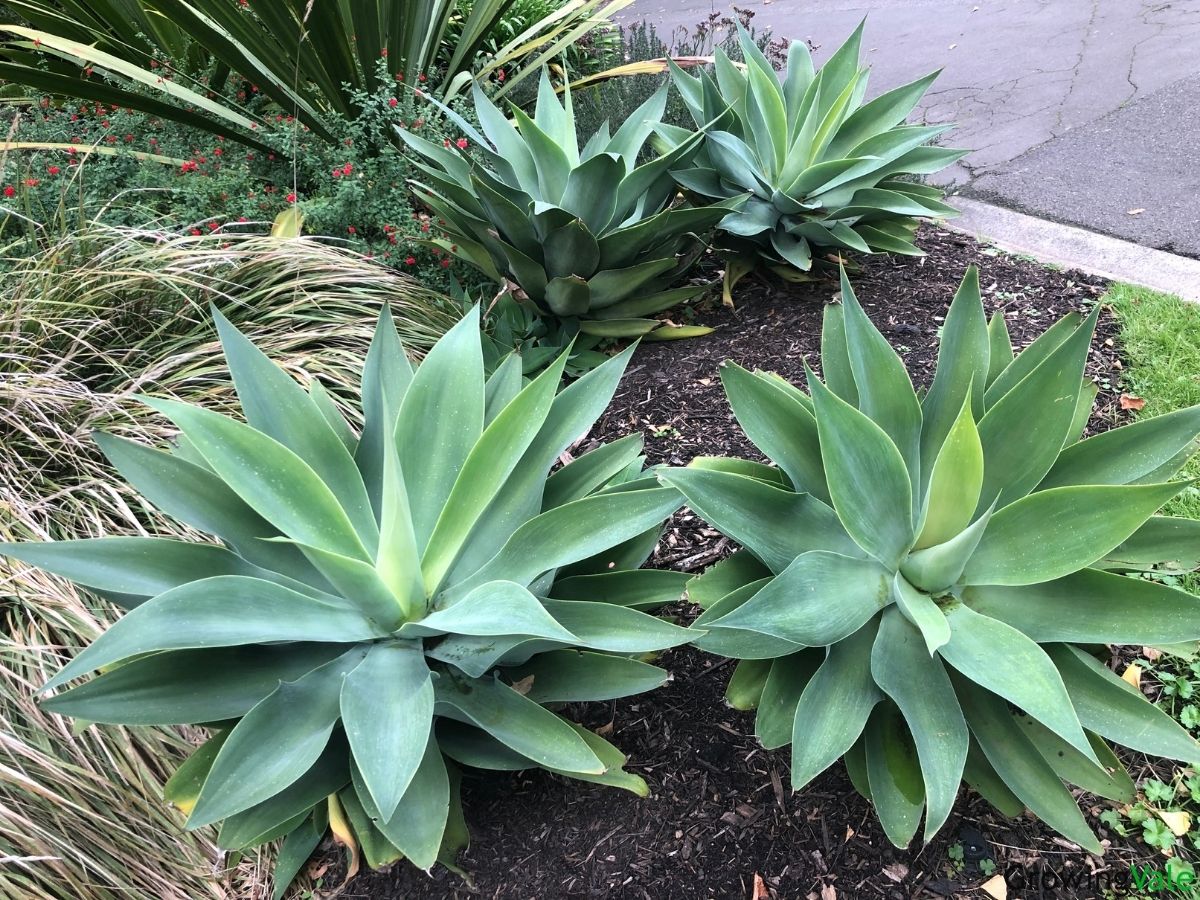 Agave Plants: How To Grow And Care (Complete Guide) - GrowingVale