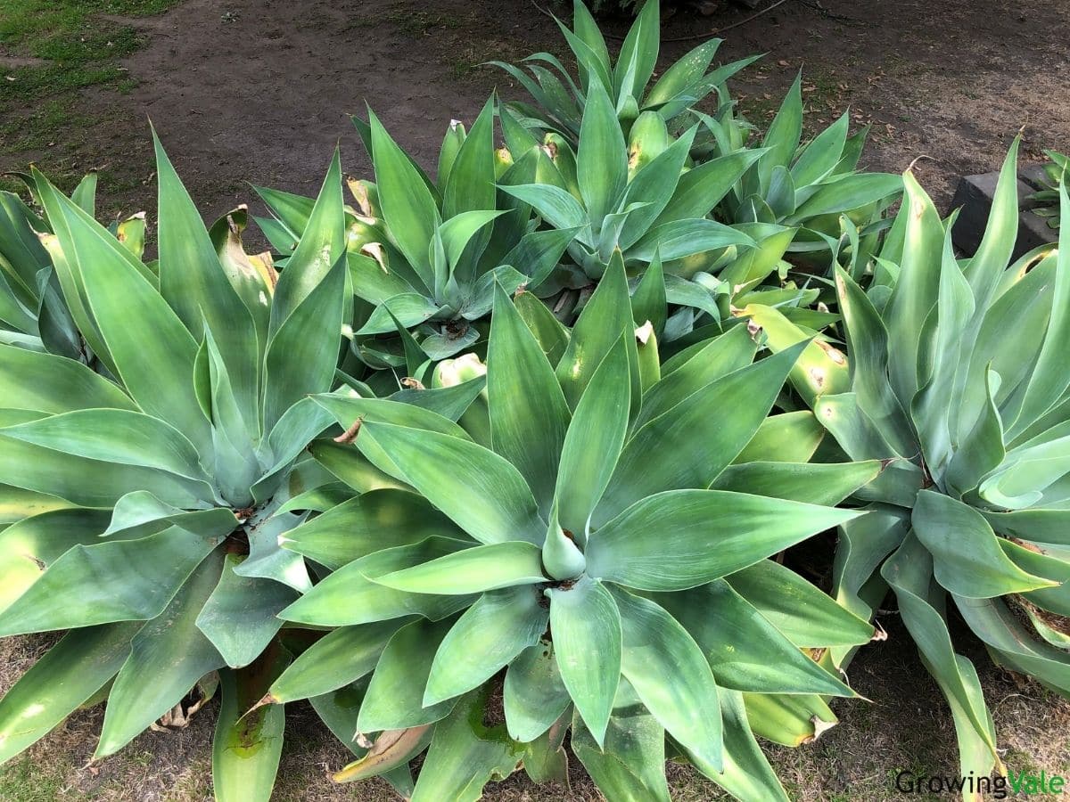 agave types