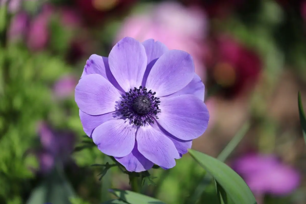 anemone flower meaning