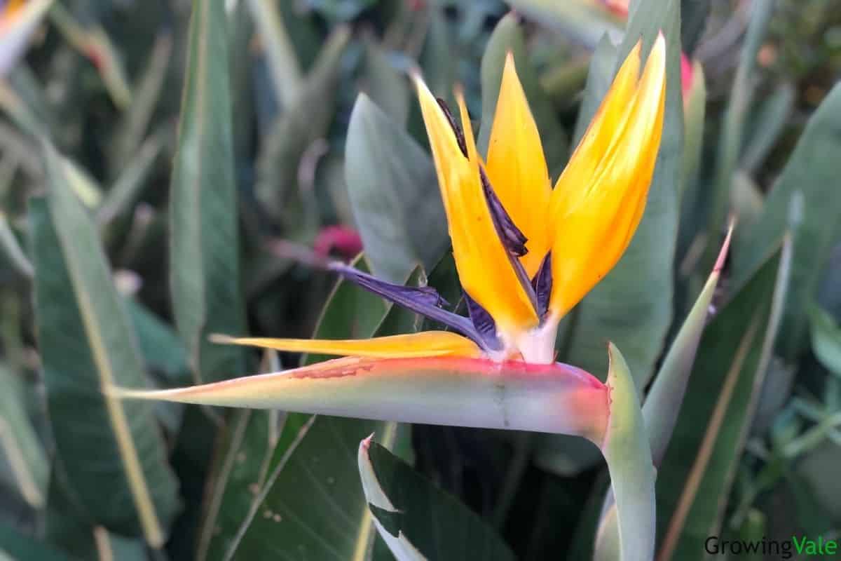 bird of paradise flower meaning