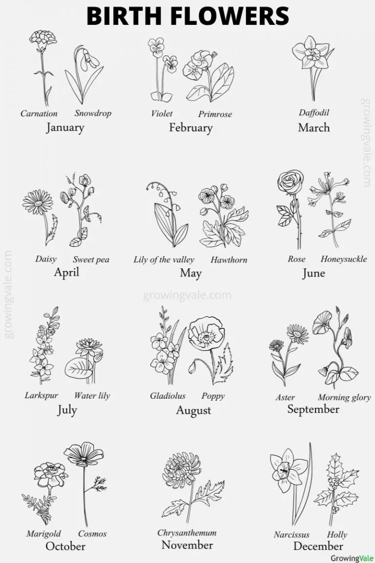 Birth Flowers By Month: Which Plants Represent Your Birthday? - GrowingVale