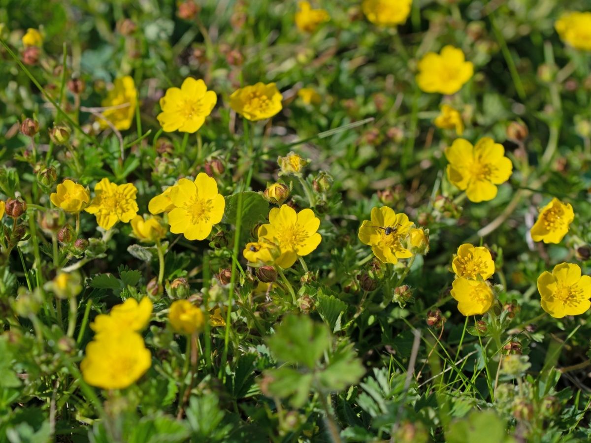 buttercup meaning