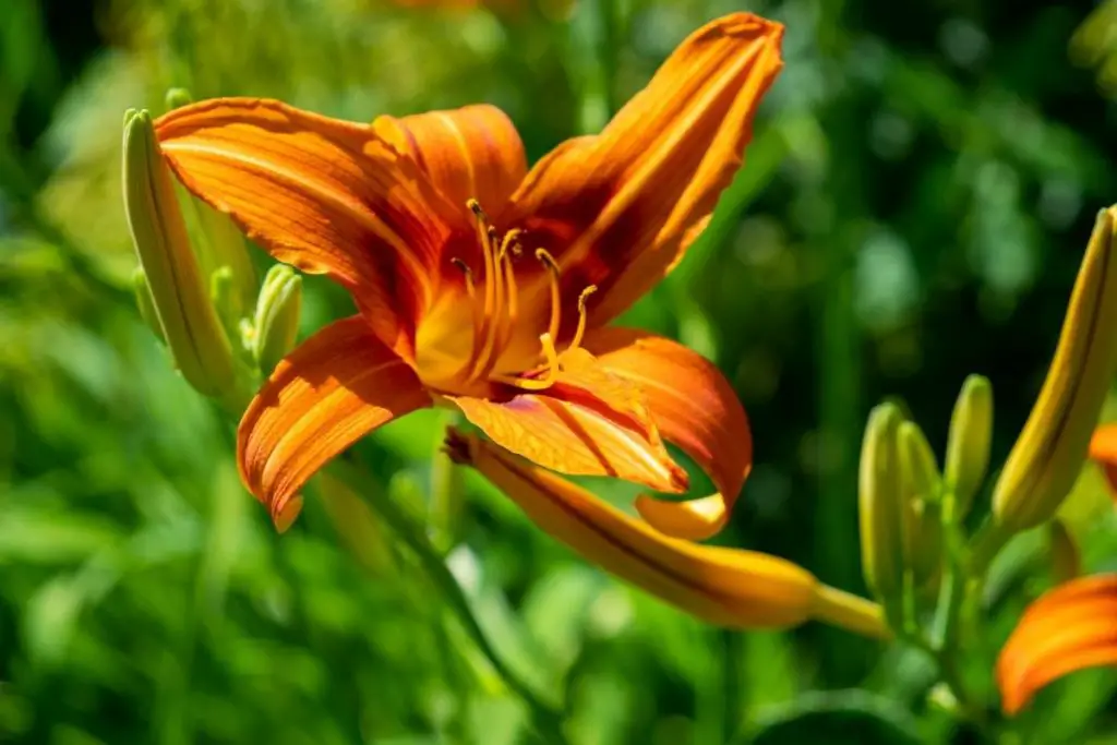 Daylily Flower Meaning, Symbolism, and Uses You Should Know - Store