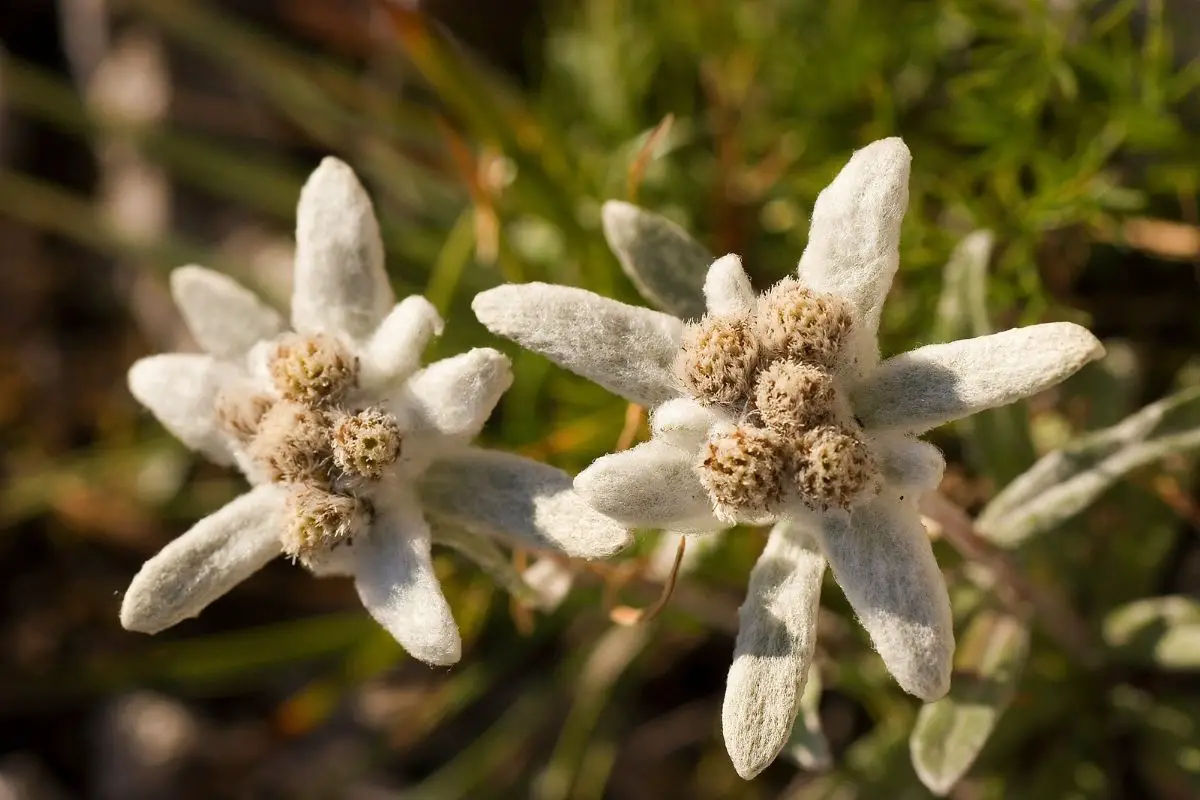 edelweiss meaning
