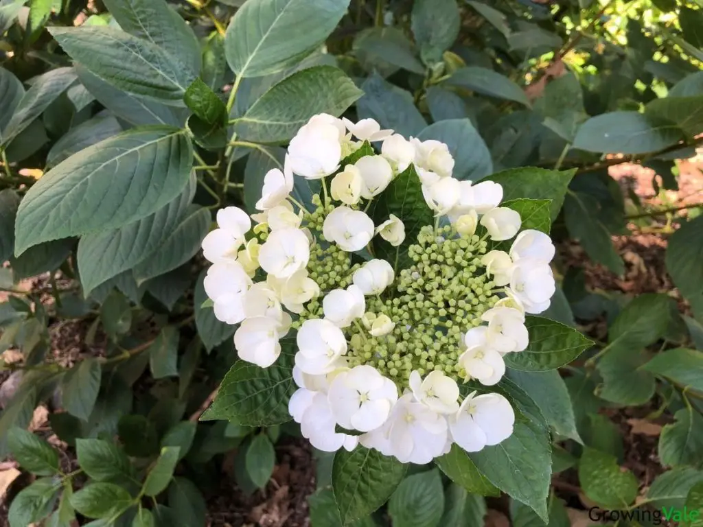 hydrangeas flowering