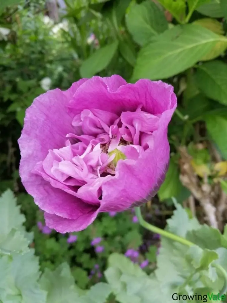 lilac double peony poppy